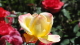 img0053.jpg