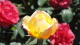 img0054.jpg
