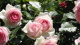 img0058.jpg