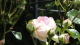 img0059.jpg