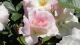 img0061.jpg