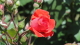 img0064.jpg
