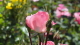 img0070.jpg