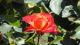 img0077.jpg