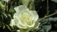 img0079.jpg