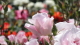 img0080.jpg