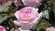img0081.jpg
