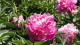 img0083.jpg