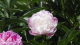 img0085.jpg