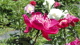 img0086.jpg