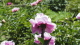 img0088.jpg