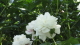 img0090.jpg