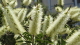 img0111.jpg