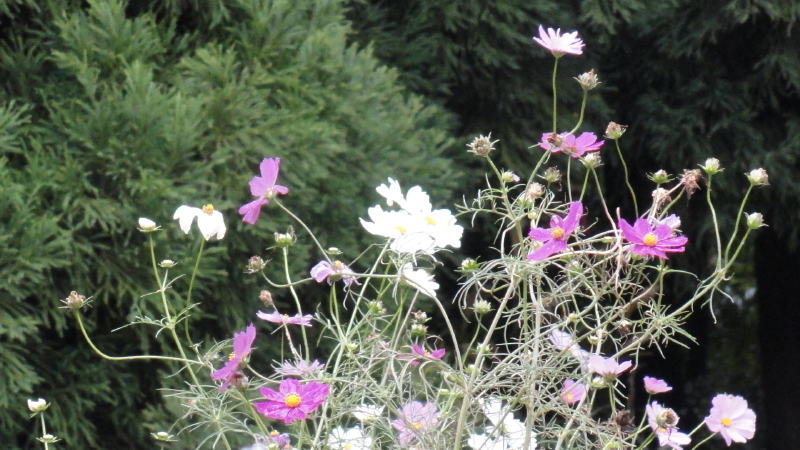 img0085.jpg