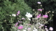 img0085.jpg
