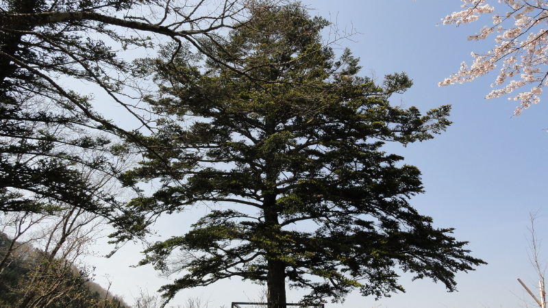 img0071.jpg