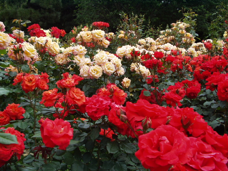 img0009.jpg