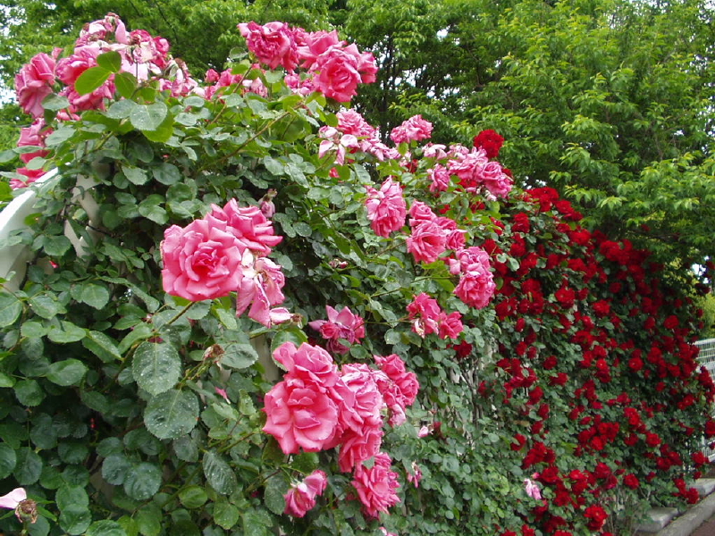 img0011.jpg