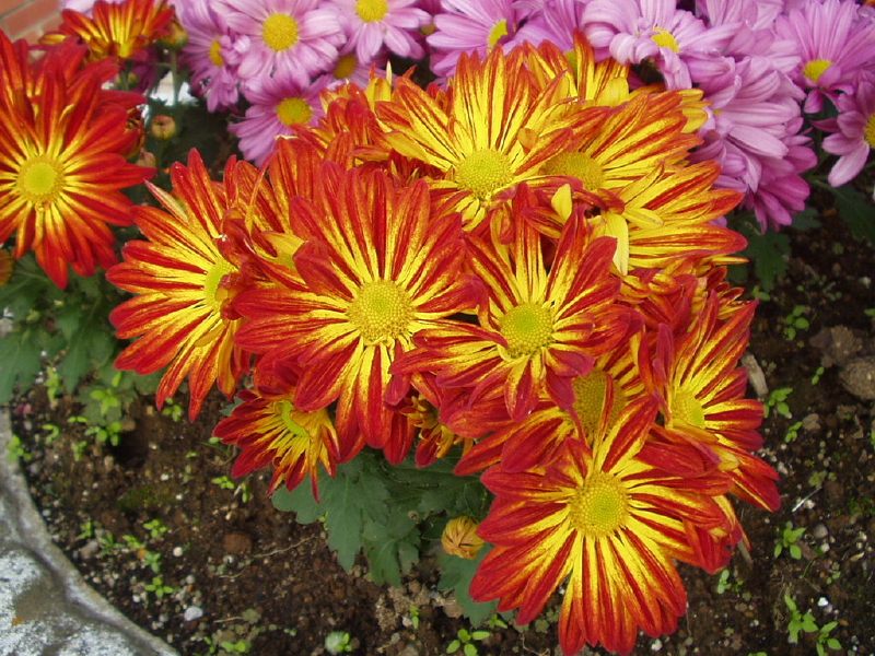 img0051.jpg