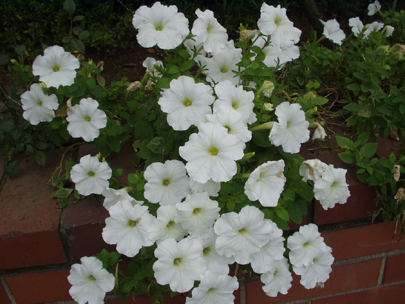 img0079.jpg