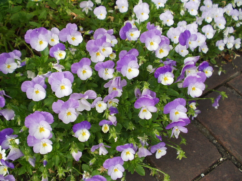 img0088.jpg