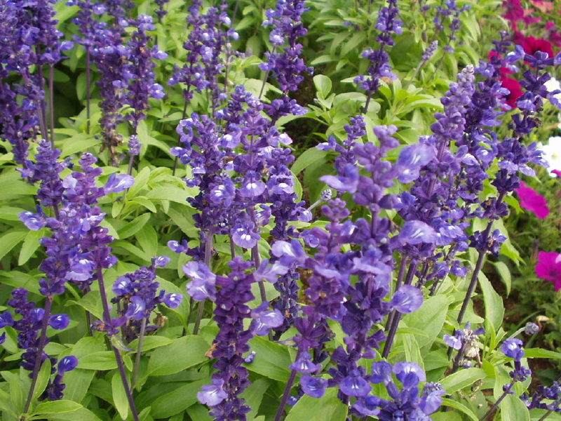 img0089.jpg