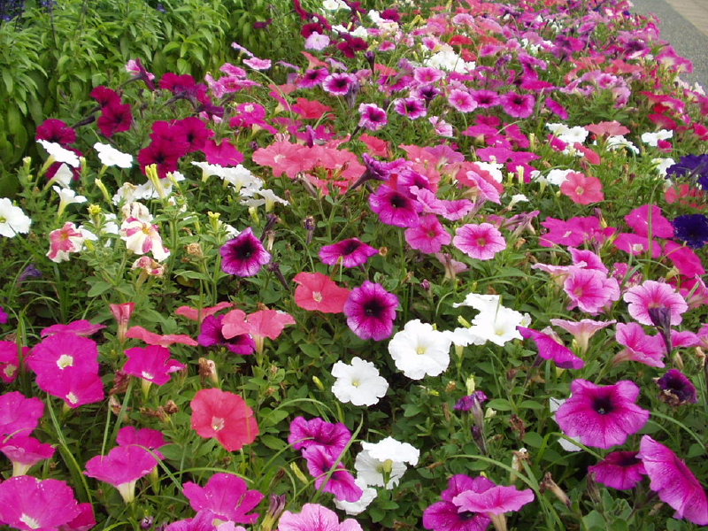 img0090.jpg