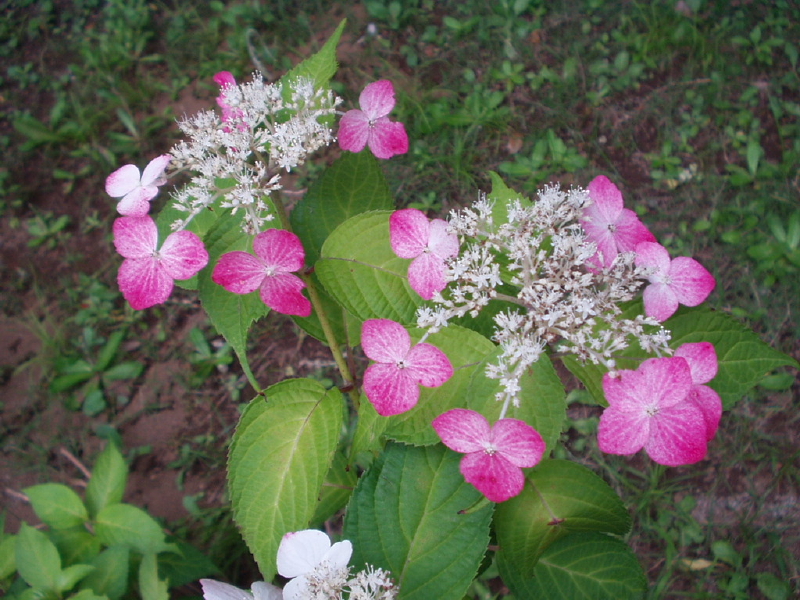img0091.jpg