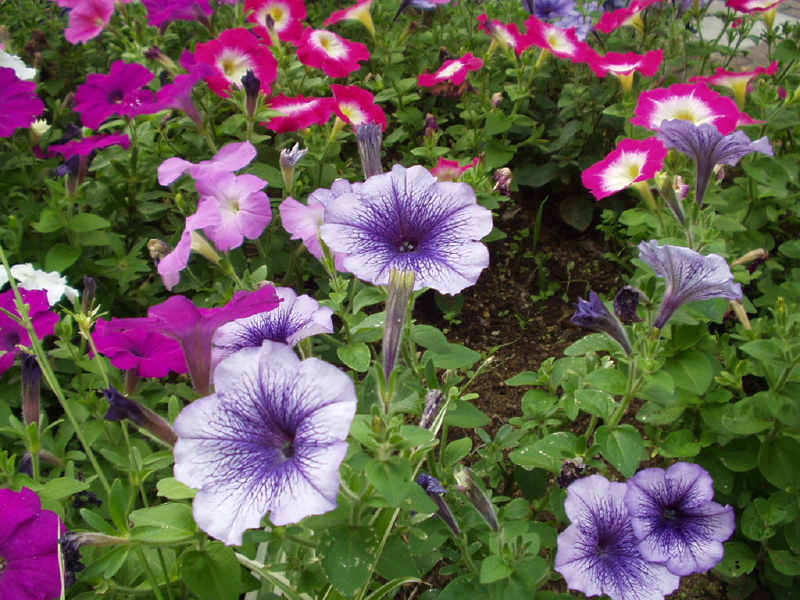 img0092.jpg