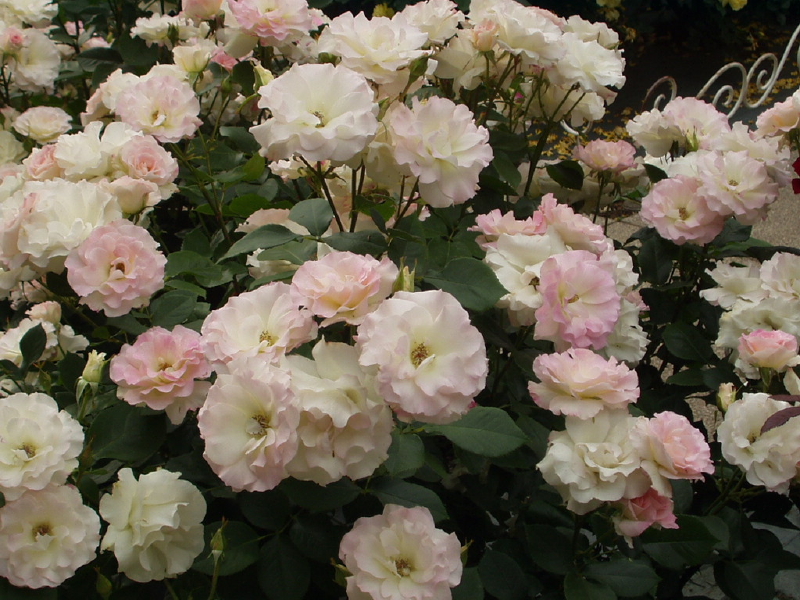 img0096.jpg