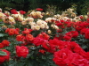 img0009.jpg