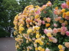 img0010.jpg