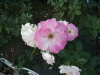 img0050.jpg