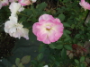 img0052.jpg