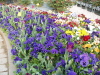 img0062.jpg