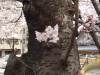 img0083.jpg