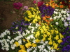 img0086.jpg