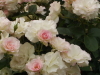 img0095.jpg