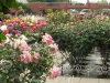 img0100.jpg