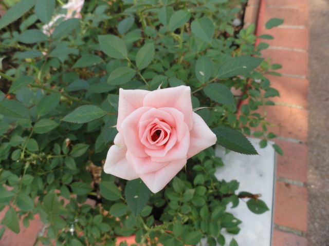 img0000.jpg