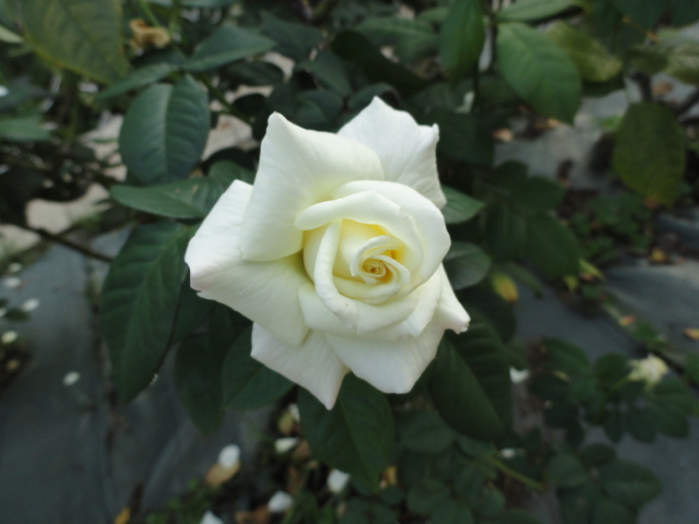 img0003.jpg
