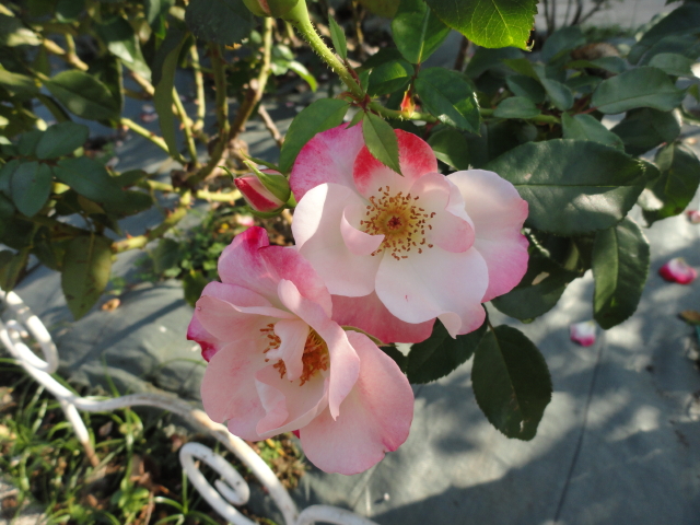 img0004.jpg