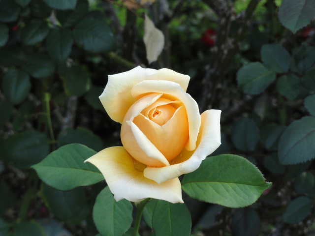 img0006.jpg