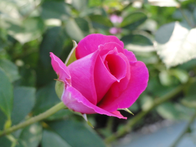 img0008.jpg