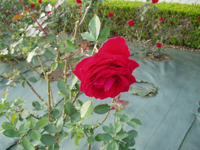 img0013.jpg