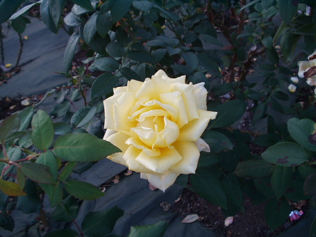 img0014.jpg