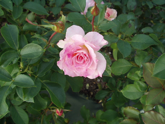 img0015.jpg