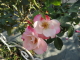 img0004.jpg