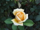 img0006.jpg
