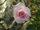 img0010.jpg